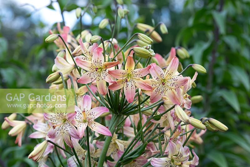Lilium 'Corsage' - Asiatic lily 'Corsage'