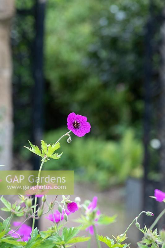 Geranium psilostemon- Armenian Cranesbill
