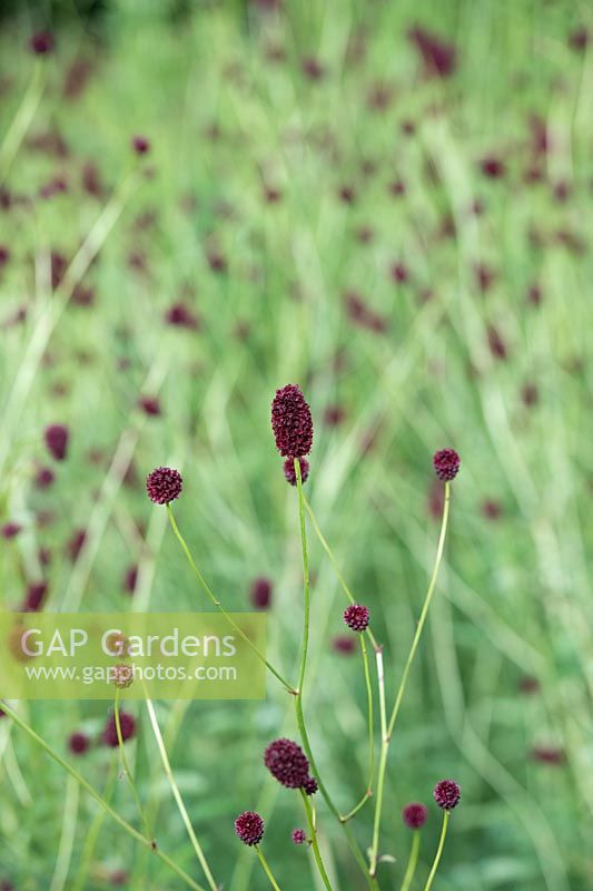Sanguisorba officinalis 'Martins mulberry' - Great Burnet 'Martin's Mulberry'