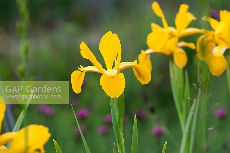 Iris 'Missouri Orange' Spuria - Iris 'Missouri Orange'