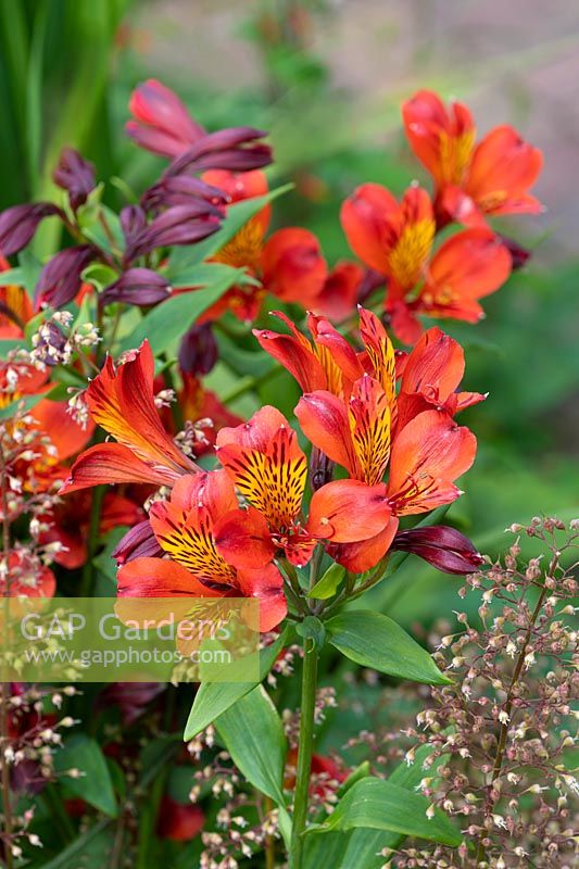 Alstroemeria 'Red Beauty' - Peruvian lily 'Red Beauty' 
