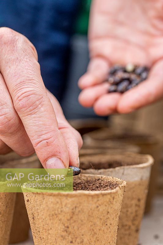 Woman sowing single french bean seed into each biodegradable pot.