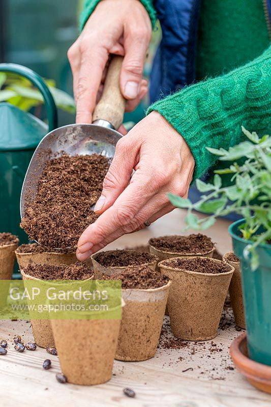Woman topping up the biodegradable pots with compost, sown with french bean seeds.