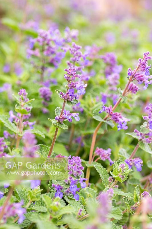 Nepeta 'Walkers Low' - Catmint 'Walkers Low' 