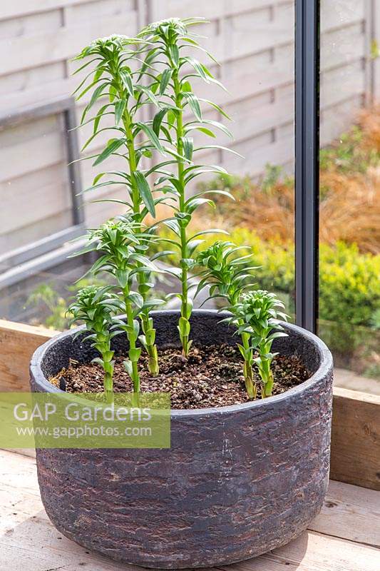 Lilium 'Easy Samba' - Shoots of pot grown Lily 'Easy Samba' in greenhouse. 