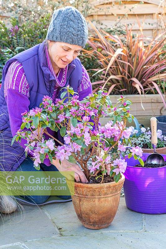 Woman topdressing potted Rhododendron 'Praecox' with fresh compost and sulphate of iron. 