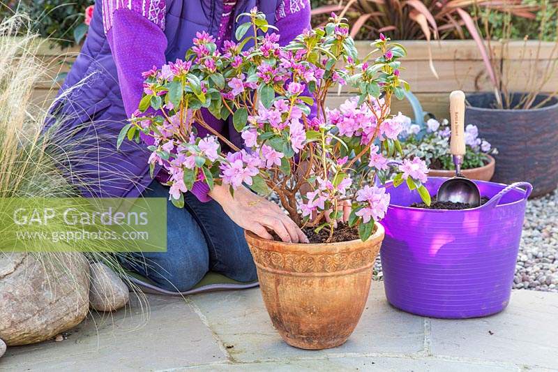 Woman topdressing potted Rhododendron 'Praecox' with fresh compost and sulphate of iron.