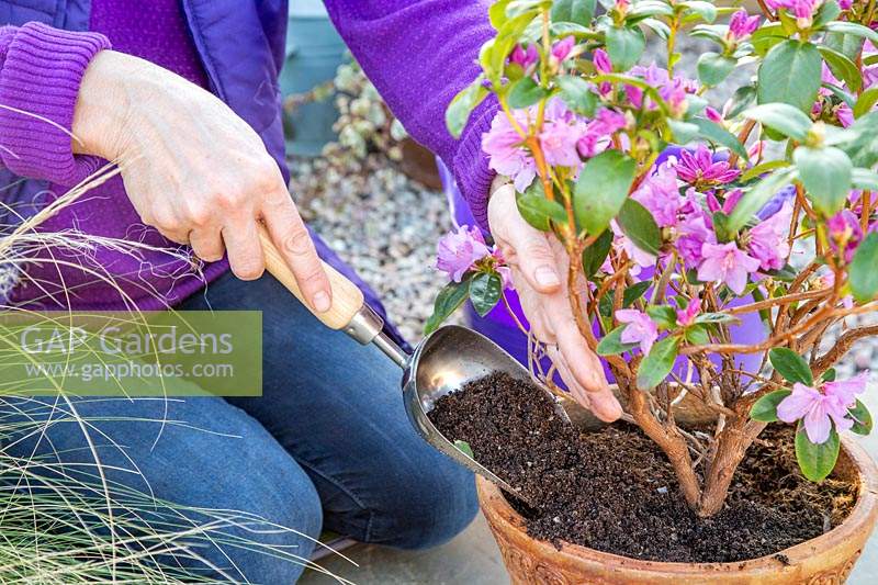 Woman topdressing potted Rhododendron 'Praecox' with fresh compost and sulphate of iron.
