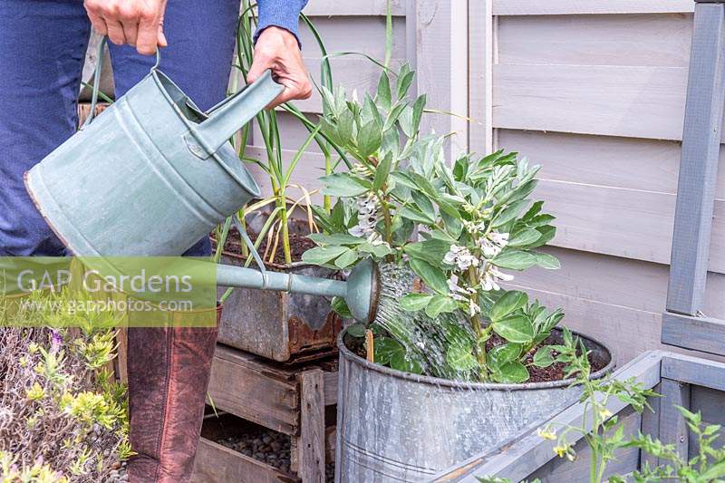 Woman watering Broad beans growing in galvanised container in watering can.
