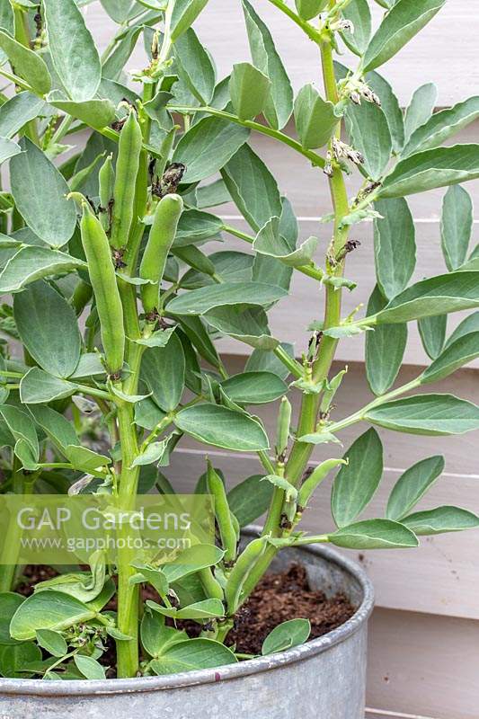 Vicia faba - Broad bean pods grown on in metal container. 