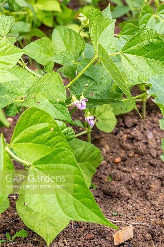 Phaseolus vulgaris 'Tendergreen' - French bean  'Tendergreen' 