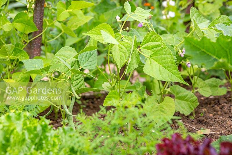 Phaseolus vulgaris 'Tendergreen' - French bean 'Tendergreen' with beans ready for picking. 