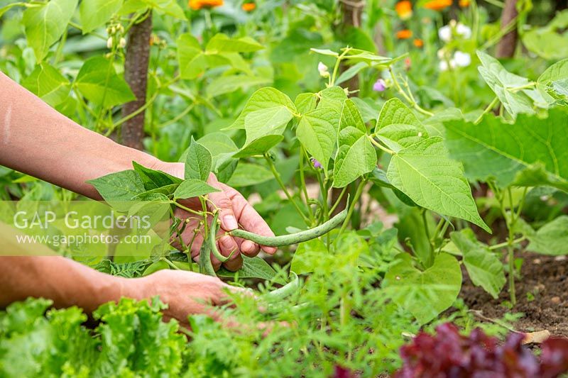 Woman picking beans of French bean 'Tendergreen'. 