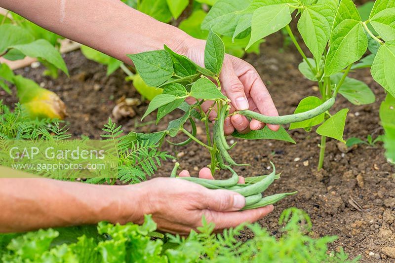 Woman picking beans of French bean 'Tendergreen'.
