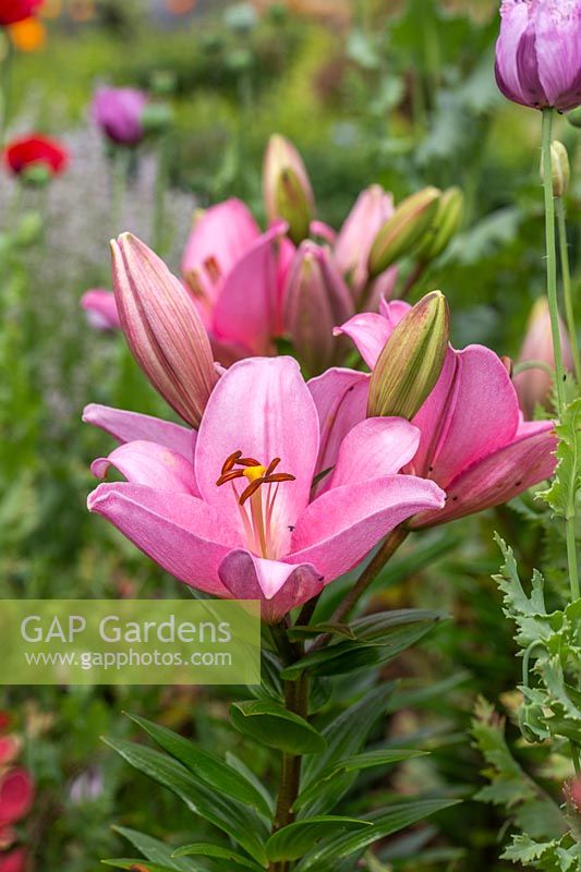 Lilium 'Asiatic Pink' - Lily 'Asiatic Pink'