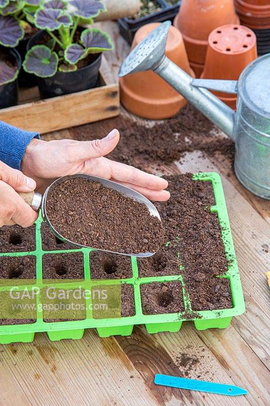 Woman adding a thin layer of compost to cover the seeds. 