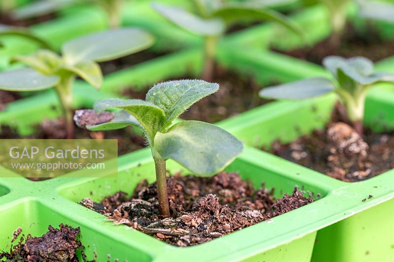 Seedlings of Helianthus annuus 'Little Dorrit' - Sunflower in seedtray
