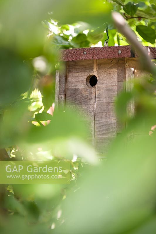 Bird box in apple tree 'Boskoop'.