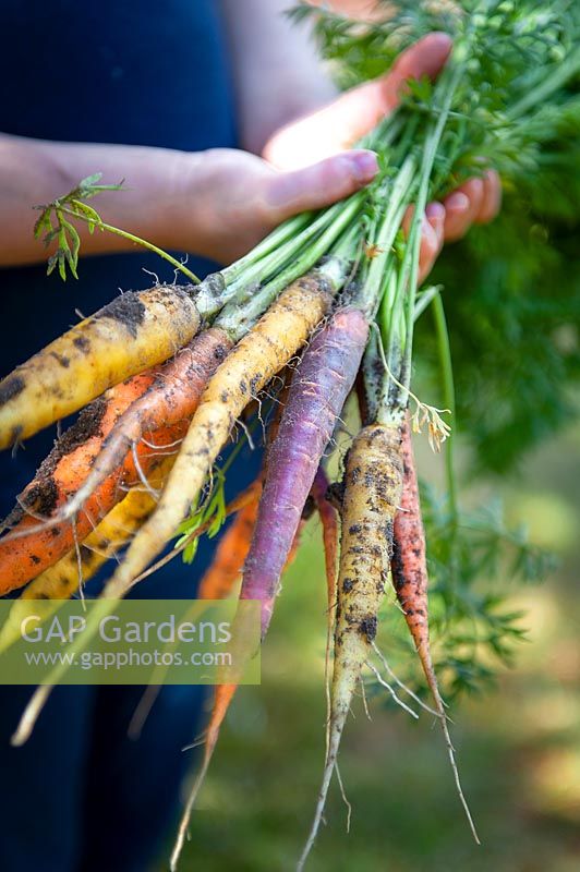 Girl holding bunch of freshly harvested carrots. 