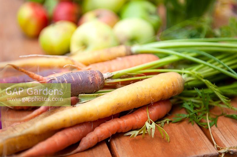 Freshly harvested different coloured carrots on lawn.