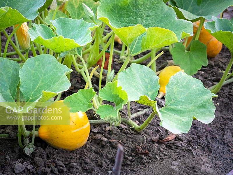 Cucurbita 'Hokkaido' - Pumpkin 'Hokkaido'