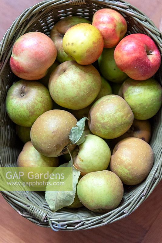 Basket full of harvested apples. 