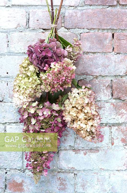 Bunch of mixed hydrangeas for arranging or drying