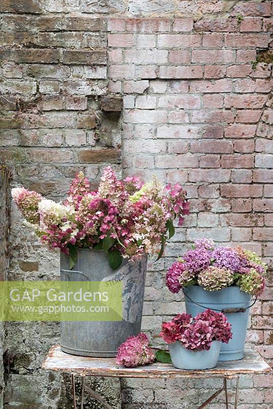 Buckets of garden hydrangeas in multi colours