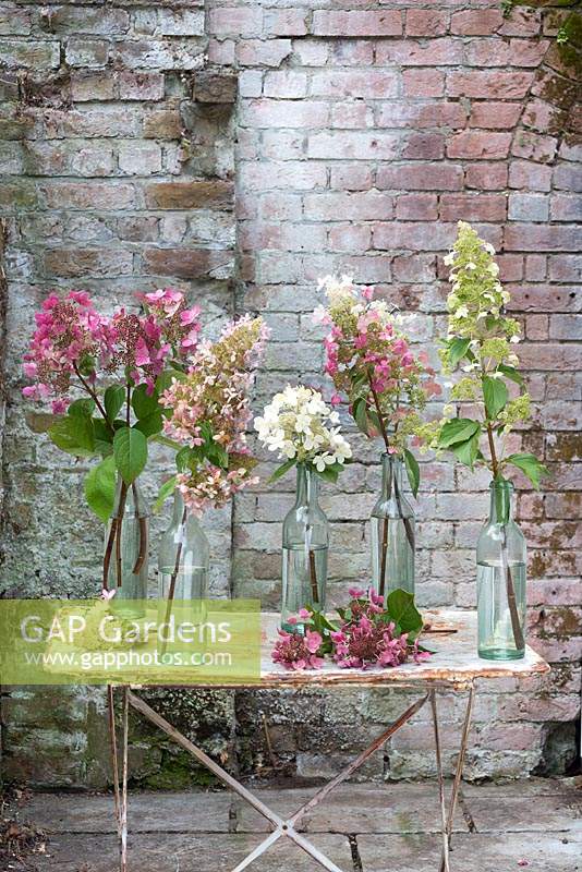 Hydrangea paniculata specimens on garden table in glass bottles