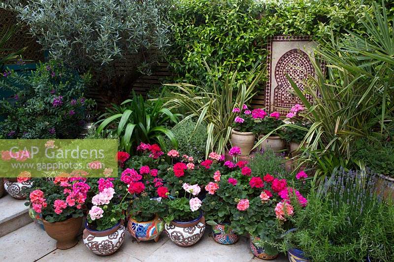Grouped pots of pelargoniums by fountain in Moroccan inspired courtyard