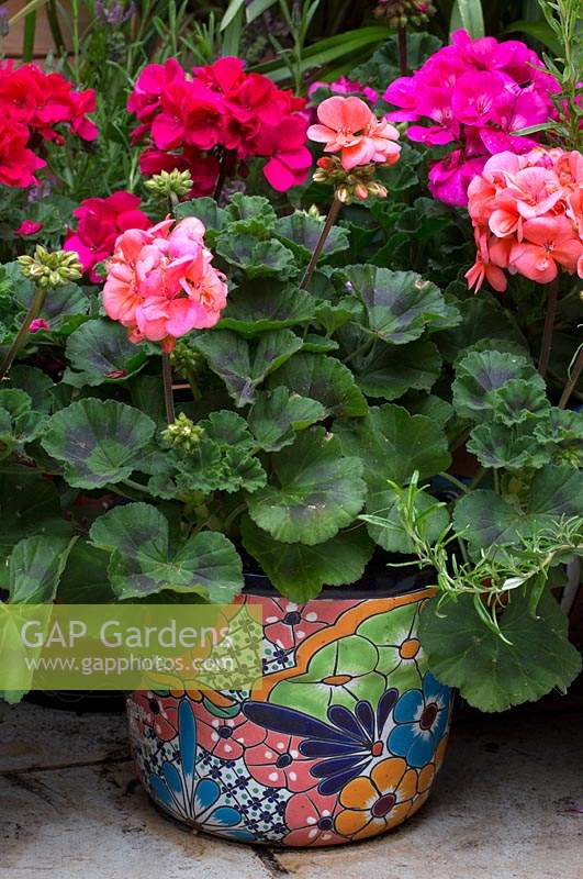Decorative pot with pelargoniums in Moroccan inspired courtyard
