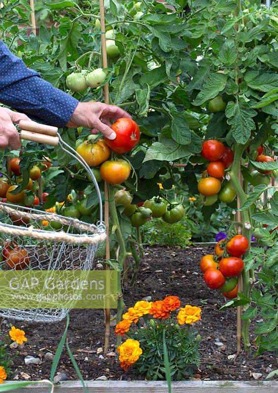 Picking tomatoes