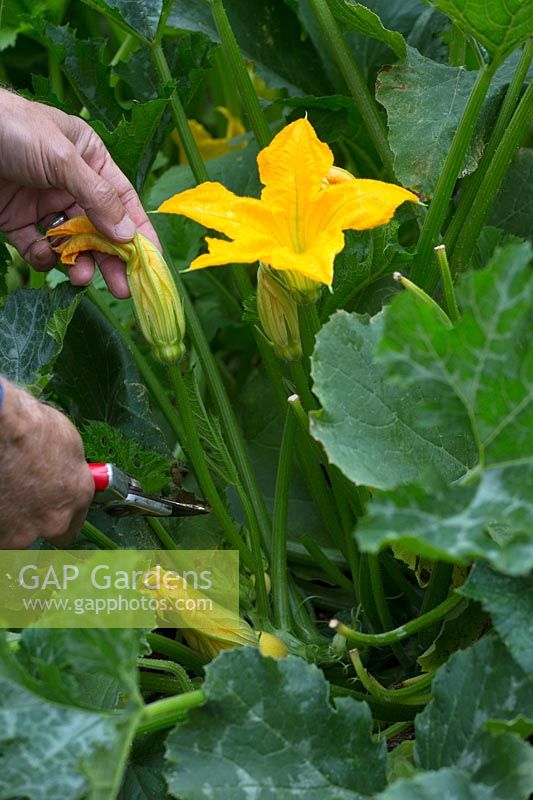 Picking courgette flower