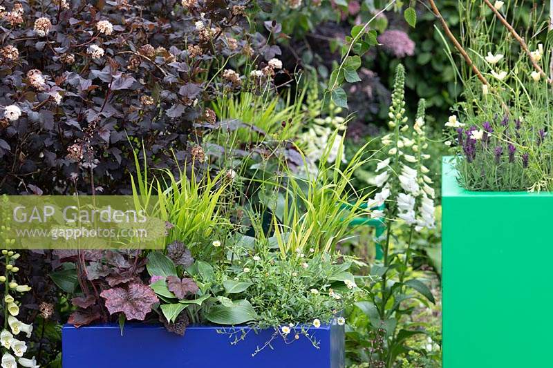 Colourful planters filled with heuchera, hosta, grass and erigeron in the 'The Macmillan Legacy Garden' at BBC Gardeners World Live 2019