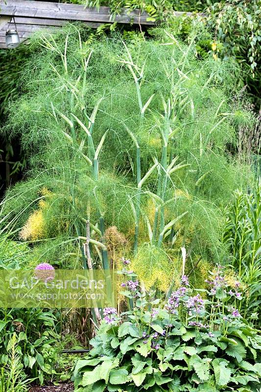 Foeniculum - Fennel and Stachys