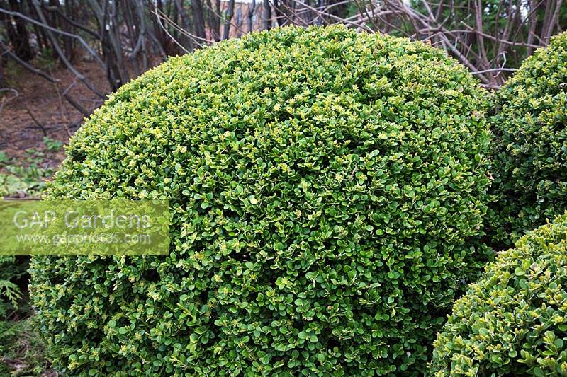 Buxus microphylla 'Green Pillow' - Boxwood shrub clipped into sphere. 