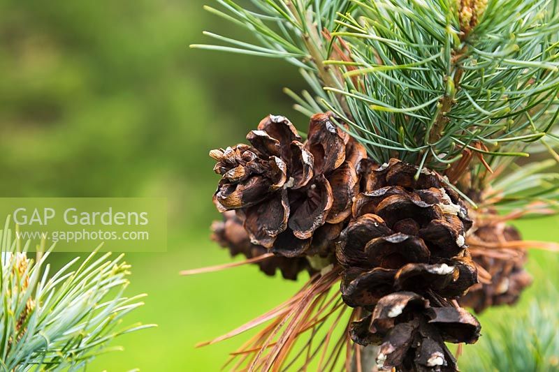 Pinus parviflora 'Templehof' - Japanese White Pine tree with pinecones 