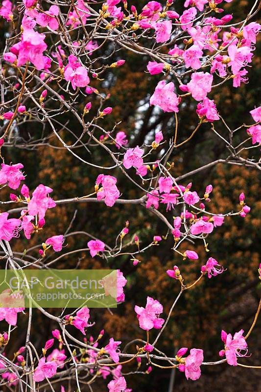 Rhododendron mucronulatum - Korean Rhododendron 