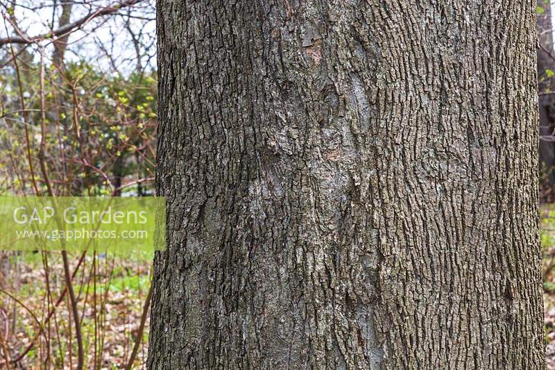 Carya cordiformis - Bitternut Hickory tree bark detail. 