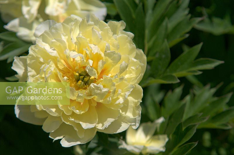 Paeonia Intersectional 'Bartzella' - Itoh Hybrid Peony collection
