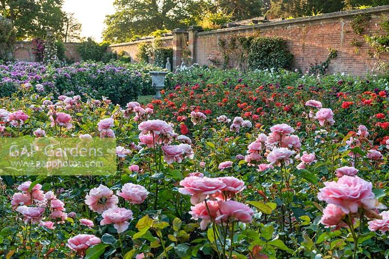 Rose Garden at Hever Castle, Kent, UK