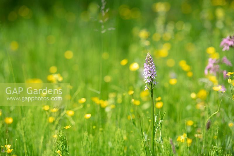 Dactylorhiza fuchsii - Common spotted orchid in a  wildflower meadow