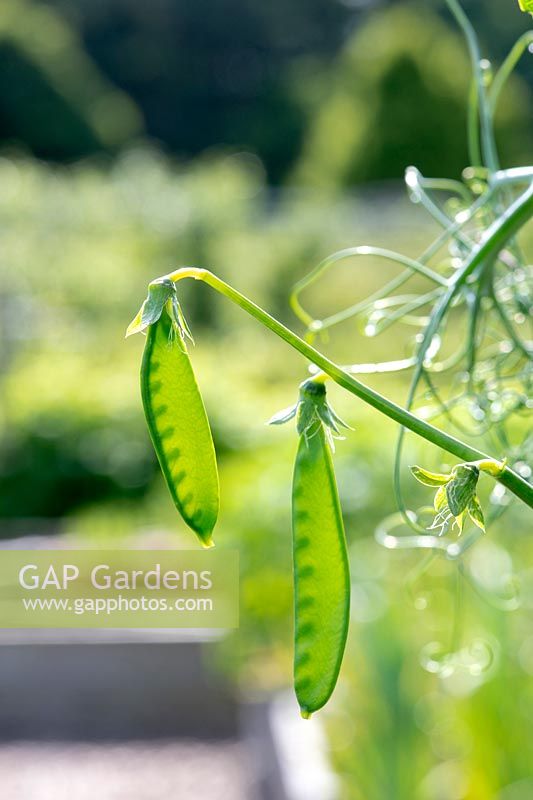 Pisum sativum - Developing Pea 'Douce provence' pods
