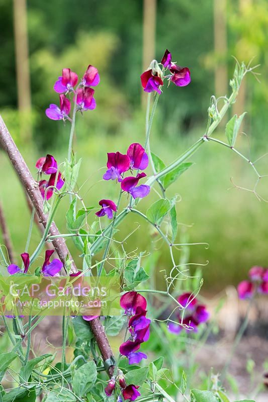 Lathyrus odoratus - Sweet pea 'Matucana' flowers - June