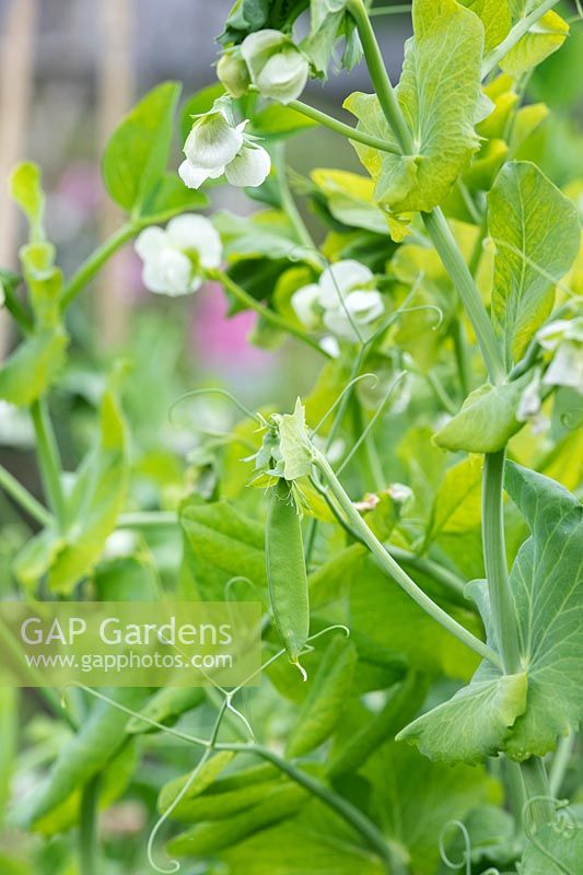 Pisum sativum - Developing Pea 'Bingo' pods and flowers