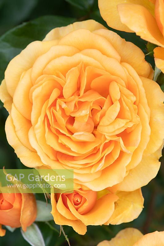 Rosa Golden Beauty 'Korberbeni' 