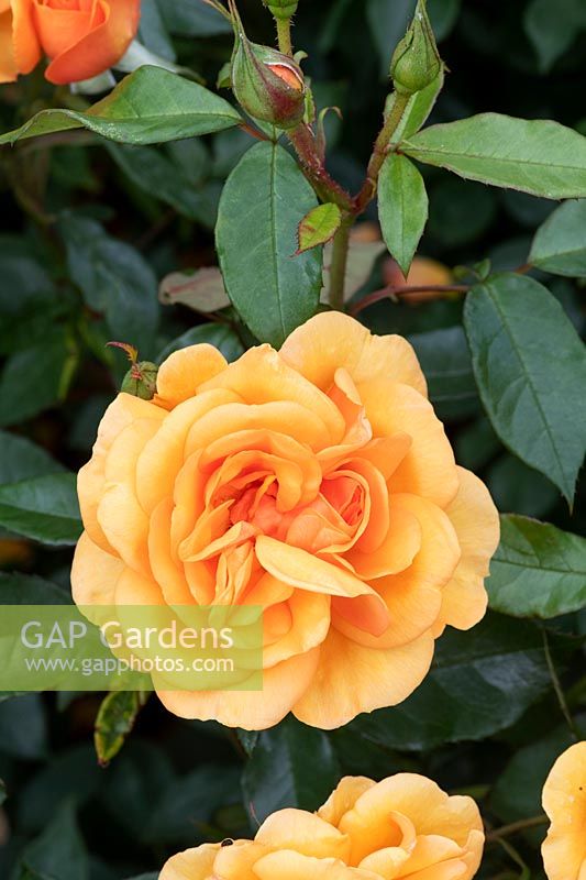 Rosa Golden Beauty 'Korberbeni' - Rose 
