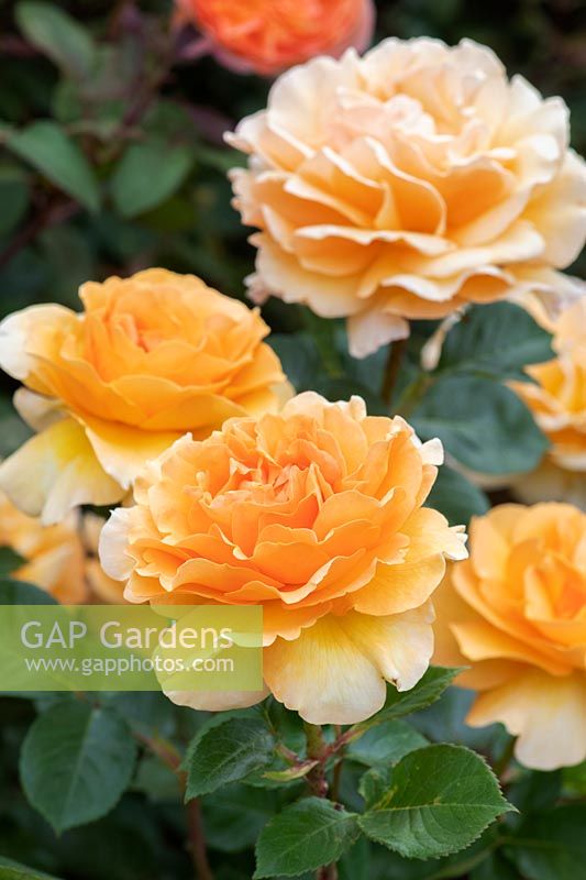Rosa welwyn garden glory 'Harzumber' - Hybrid tea rose