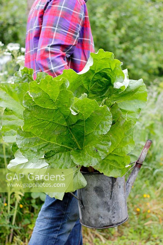  
Gardener carrying metal watering can filled with freshly harvested Rheum rhabarbarum - Rhubarb.