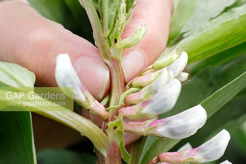 Vicia faba 'Bunyards Exhibition'. Pinching out broad bean growing tips to help prevent damage by blackfly infestation 